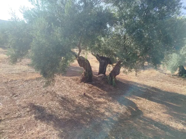 Subasta de finca rústica en Arroyo Del Ojanco el 23 de marzo de 2026