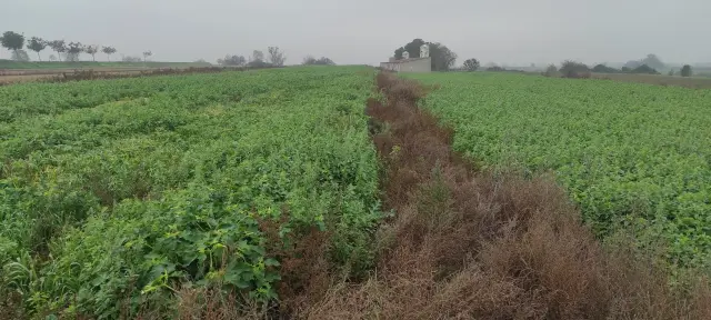 Subasta de finca rústica en Vila-sana el 20 de abril de 2026