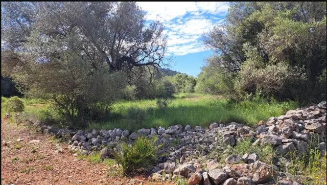 Subasta de finca rústica en Cervera Del Maestre el 6 de abril de 2026