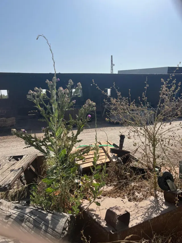 Subasta de finca rústica en Aznalcazar el 20 de abril de 2026