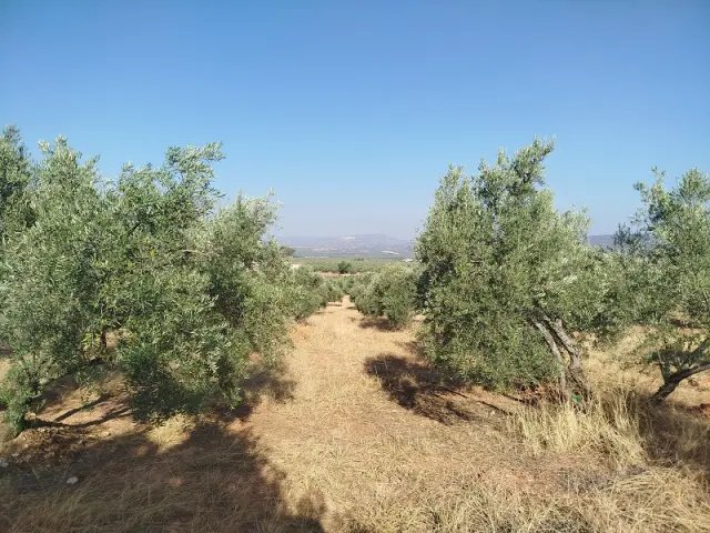 Subasta de finca rústica en Arroyo Del Ojanco el 23 de marzo de 2026
