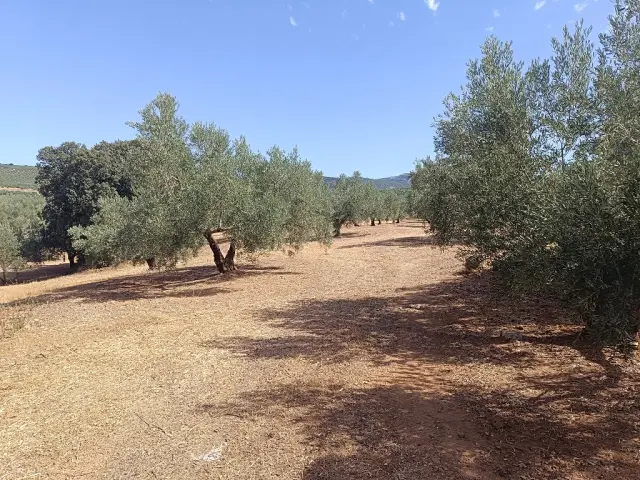 Subasta de finca rústica en Moclin el 6 de abril de 2026