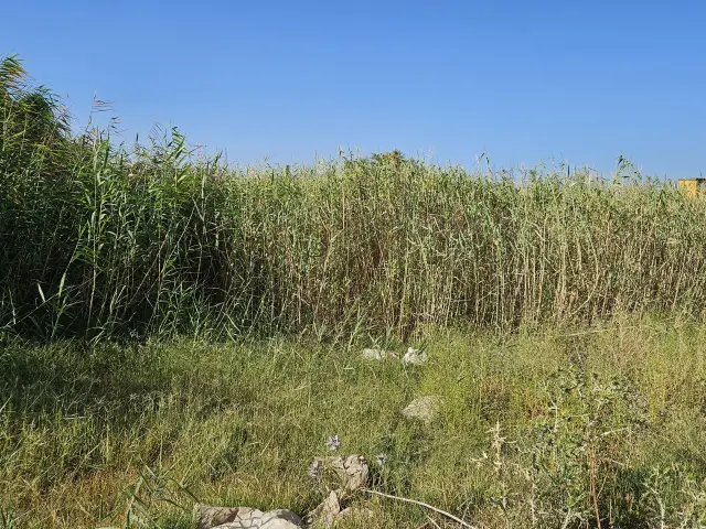 Subasta de solar en Santiponce el 23 de marzo de 2026