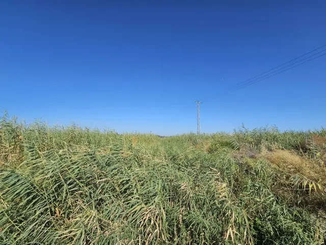 Subasta de solar en Santiponce el 23 de marzo de 2026