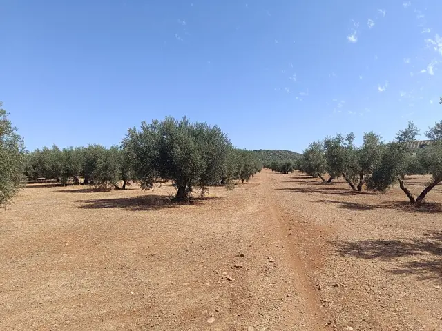 Subasta de finca rústica en Moclin el 6 de abril de 2026