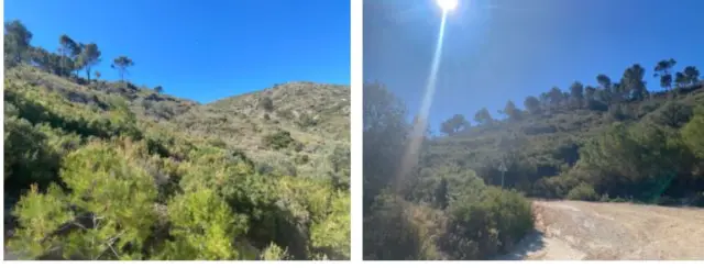 Subasta de finca rústica en Bocairent el 30 de marzo de 2026