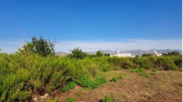 Subasta de finca rústica en Moncofa el 23 de marzo de 2026