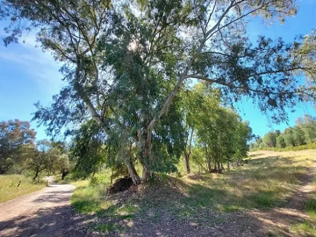 Subasta de finca rústica en El Ronquillo el 6 de abril de 2026