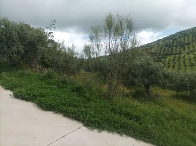 Subasta de finca rústica en Belmez el 9 de abril de 2026