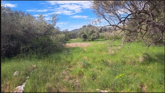 Subasta de finca rústica en Cervera Del Maestre el 6 de abril de 2026