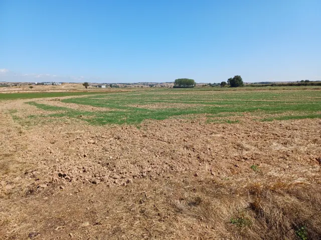 Subasta de finca rústica en Tarrega el 23 de marzo de 2026