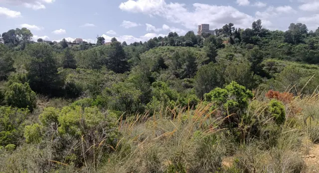 Subasta de finca rústica en Torrent el 6 de abril de 2026