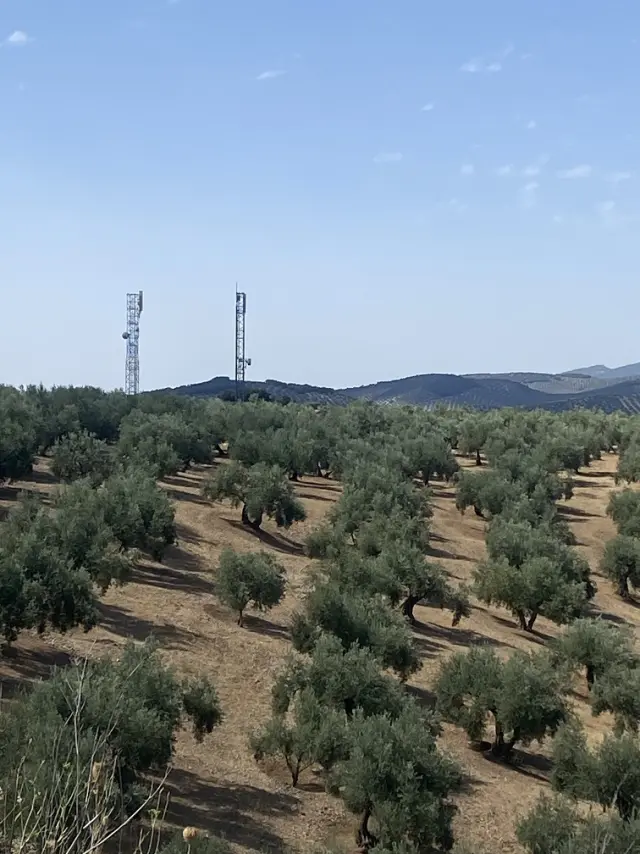 Subasta de finca rústica en Moclin el 6 de abril de 2026