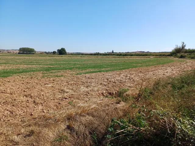 Subasta de finca rústica en Tarrega el 23 de marzo de 2026