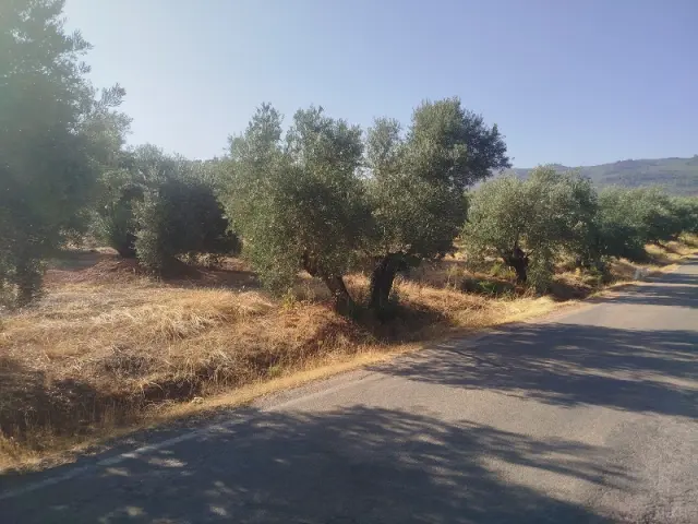 Subasta de finca rústica en Arroyo Del Ojanco el 23 de marzo de 2026