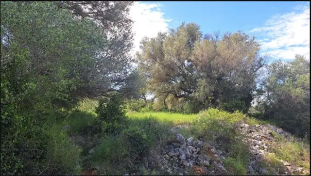 Subasta de finca rústica en Cervera Del Maestre el 6 de abril de 2026