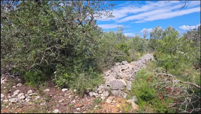 Subasta de finca rústica en Cervera Del Maestre el 6 de abril de 2026